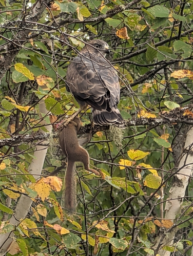 Broad-winged Hawk