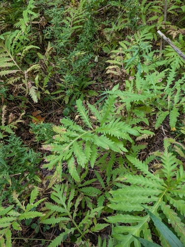 sensitive fern