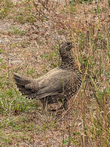 Spruce Grouse