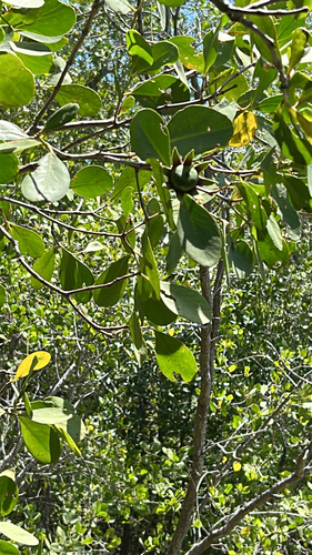 Apple Mangrove