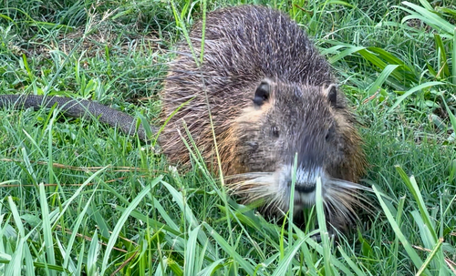Coypu