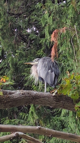 Great Blue Heron