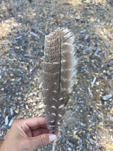 iNaturalist observation photo of Wild Turkey