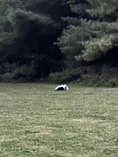 Striped Skunk observed by fiwi_bird