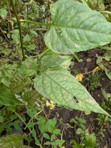 bittersweet nightshade
