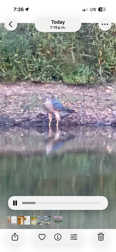 Cooper's Hawk