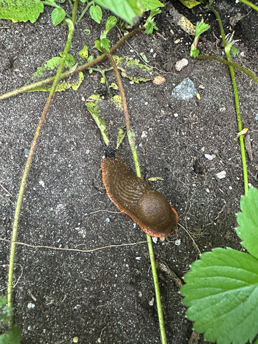 Black Slug