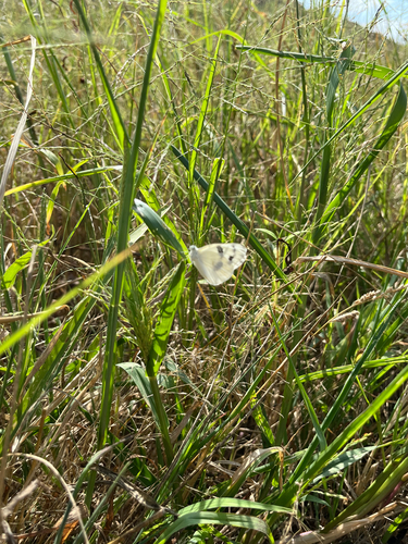 Checkered White