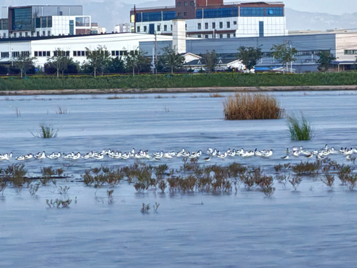 Pied Avocet