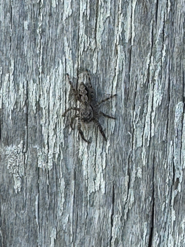 Tan Jumping Spider