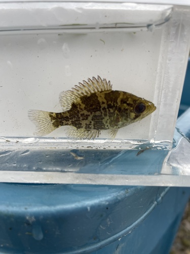 Rock Bass