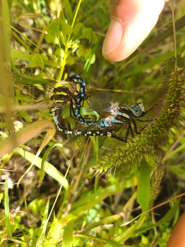 Lance-tipped Darner