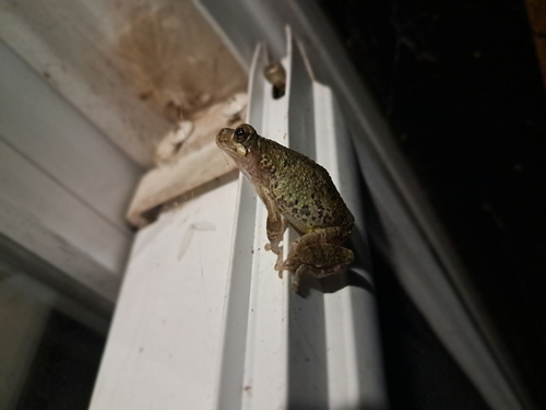 Cope's Gray Tree Frog