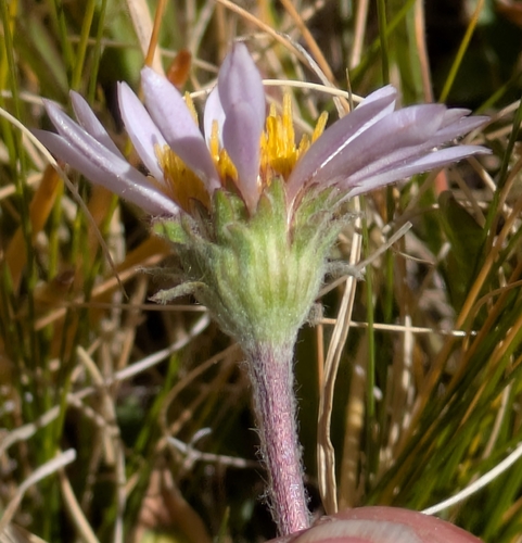 iNaturalist observation photo of Tundra Aster