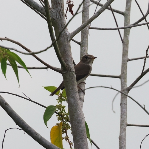 Asian Brown Flycatcher