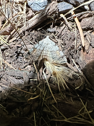 American Idia Moth