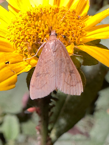 Celery Leaftier Moth