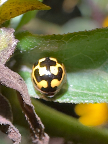 Fourteen-spotted Lady Beetle