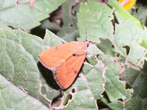 Wedgling Moth