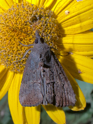 Green Cloverworm Moth
