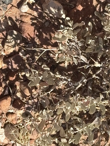 Shadscale Saltbush