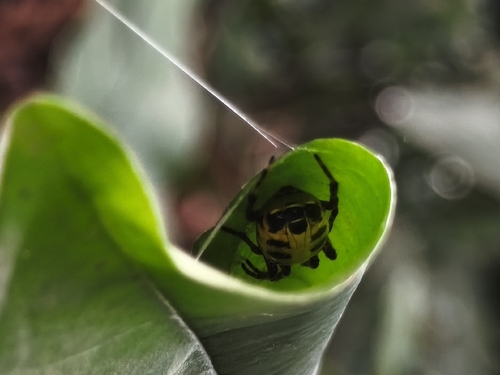 Alpaida truncata