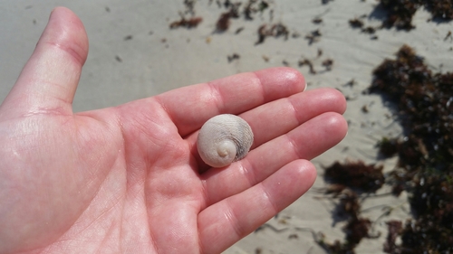 Family Chilodontidae · iNaturalist