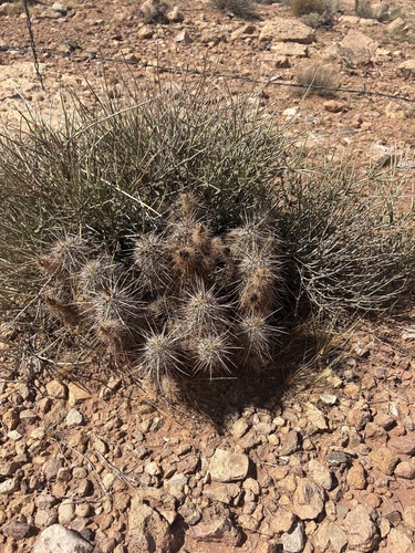 Echinocereus engelmannii engelmannii