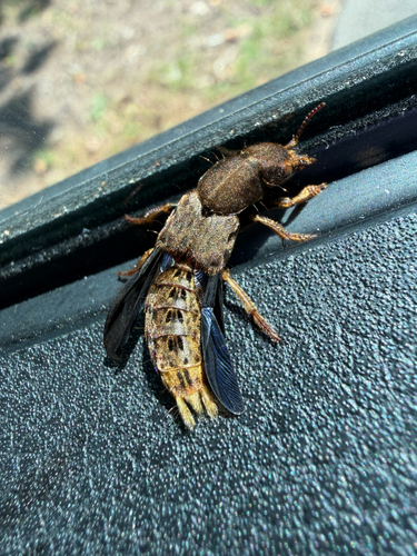 Brown Rove Beetle