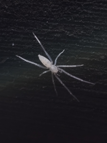 Osoriella tahela