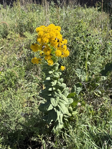 stiff-leaved goldenrod