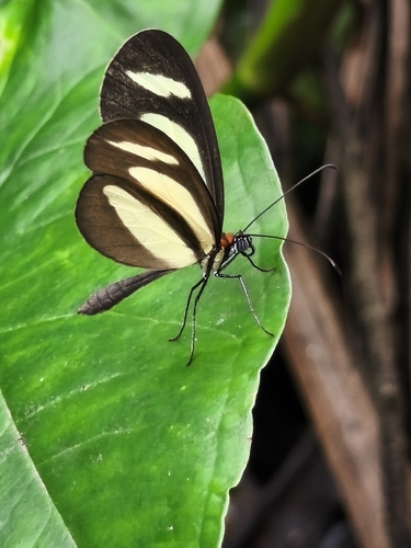Aeria olena
