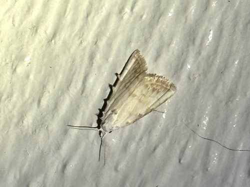 Sorghum Webworm Moth