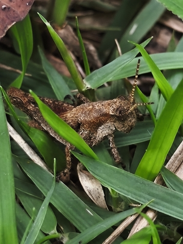 Ronderosia bergii