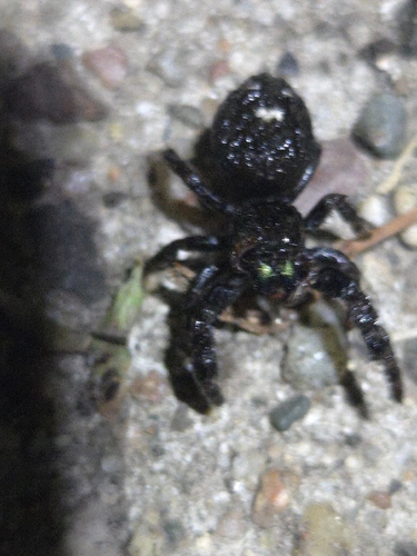 Bold Jumping Spider