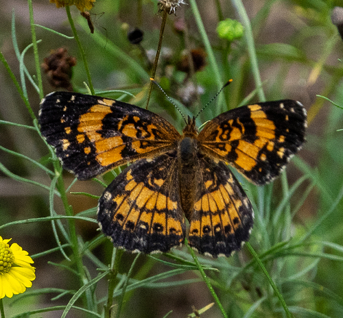 Silvery Checkerspot