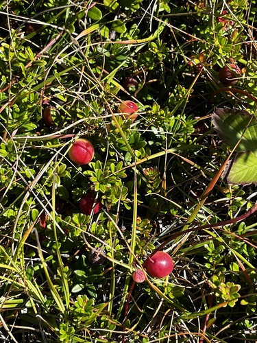 Large cranberry