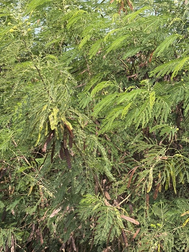 White leadtree