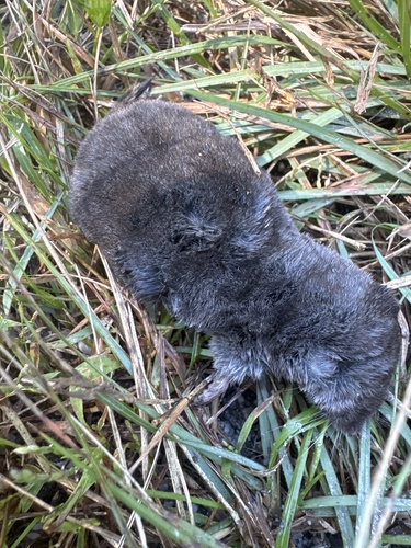 Northern Short-tailed Shrew