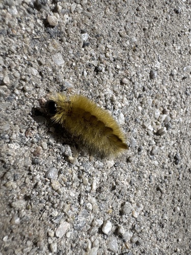 Banded Tussock Moth