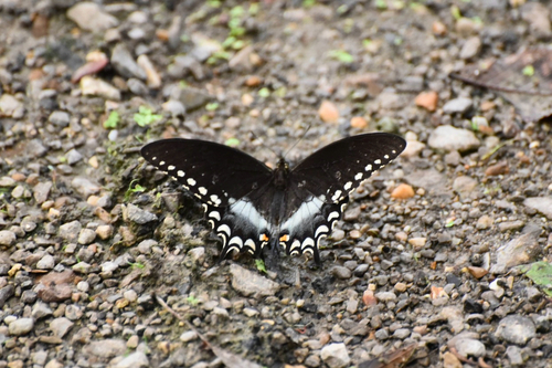 Spicebush Swallowtail