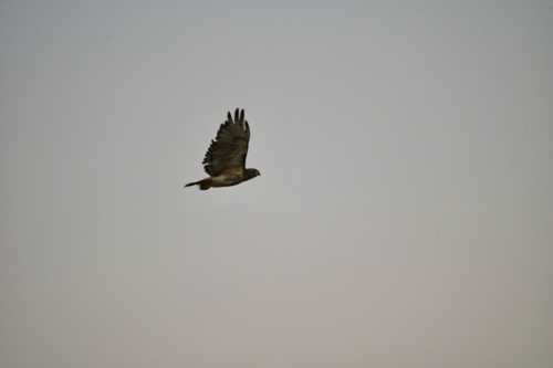 Eastern Red-tailed Hawk