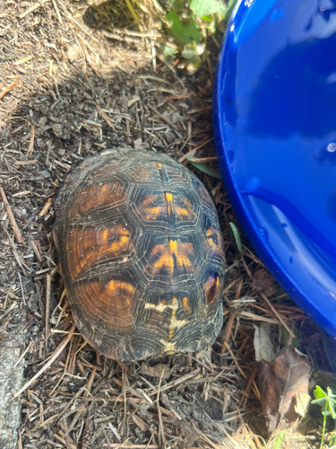 Eastern Box Turtle