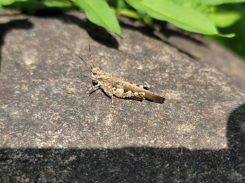 Carinate Locust