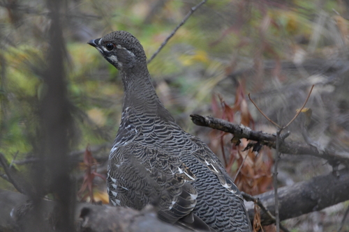 Spruce Grouse