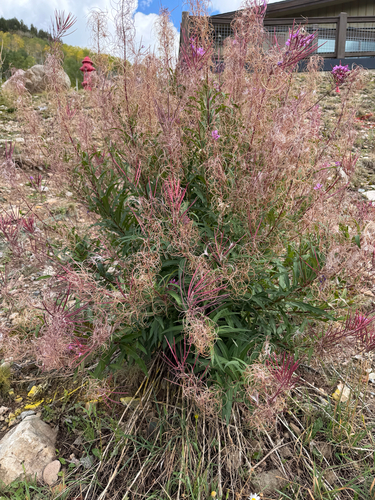 fireweed