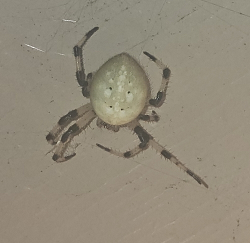 Shamrock Orbweaver