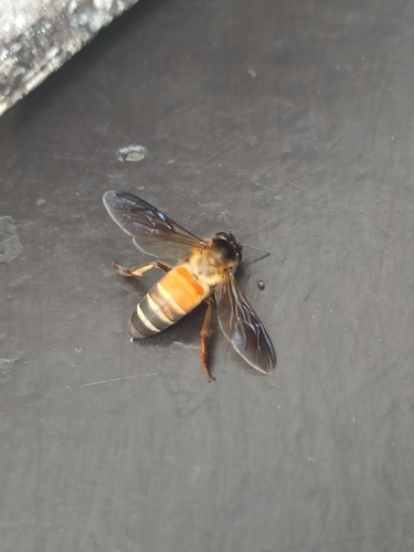 Giant Honey Bee