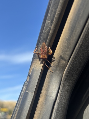 Western Conifer Seed Bug