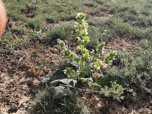 Beekeeper's Sage (Salvia yosgadensis)